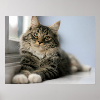 Poster Gato Listrado junto a uma Janela