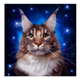 Póster Gato Main Coon Fundo Azul Estrelas