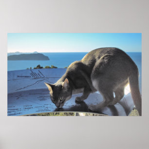 Póster Gato marca o local: Topo do Mt. Paku Nova Zelândia