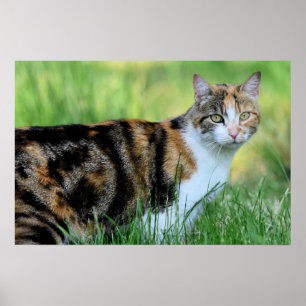 Poster Gato marrom e branco