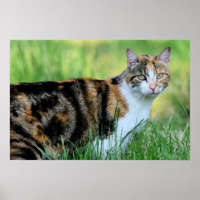 Poster Gato marrom e branco (Frente)