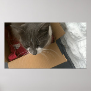 Poster Gato na caixa