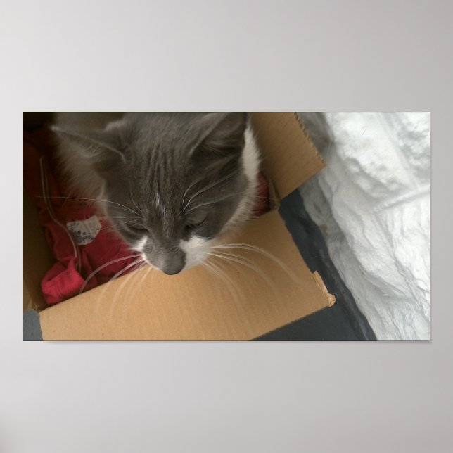 Poster Gato na caixa (Frente)