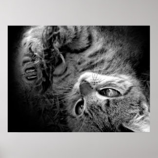 Poster Gato na escuridão