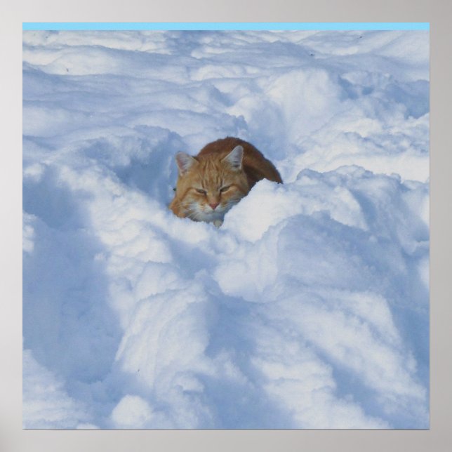 Poster Gato na neve (Frente)