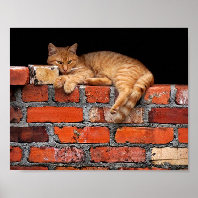 Póster Gato na Parede Brick (Frente)