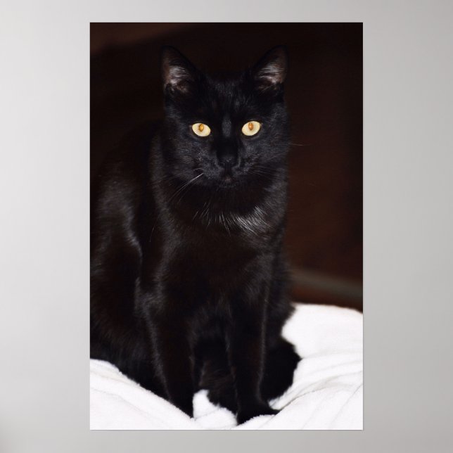 Poster Gato Negro (Frente)