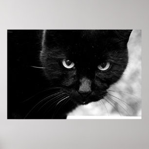Poster Gato Negro
