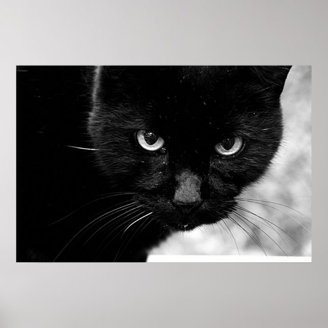 Poster Gato Negro (Frente)