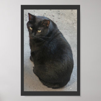 Póster Gato negro