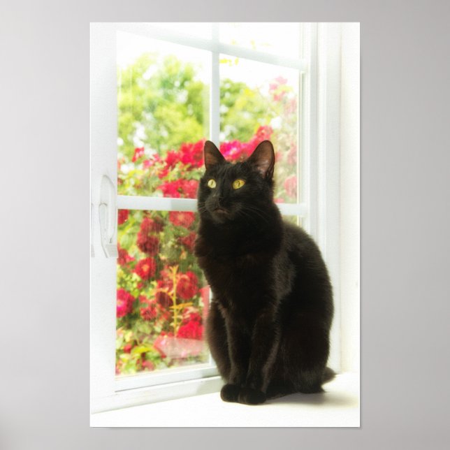 Poster Gato Negro enquadrado em branco (Frente)