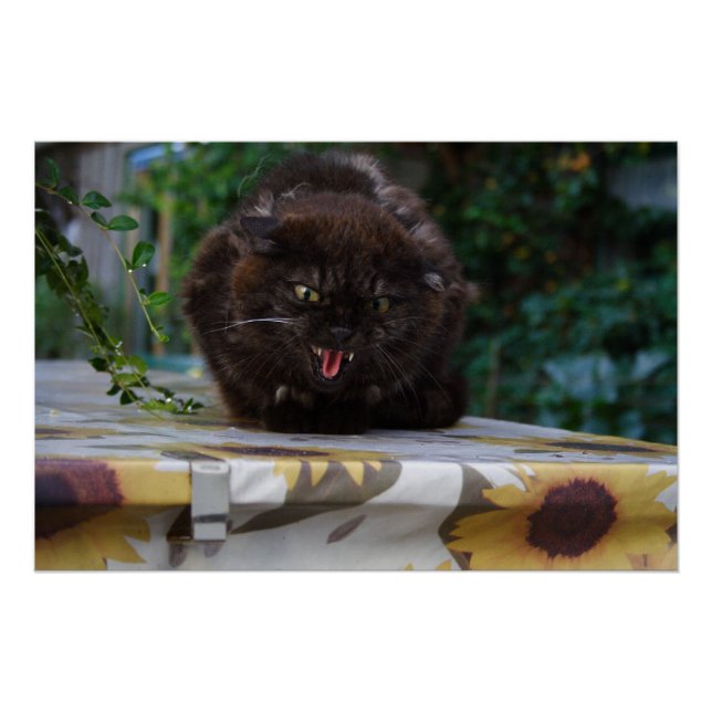 Póster Gato Negro Irritado (Frente)