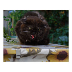 Póster Gato Negro Irritado