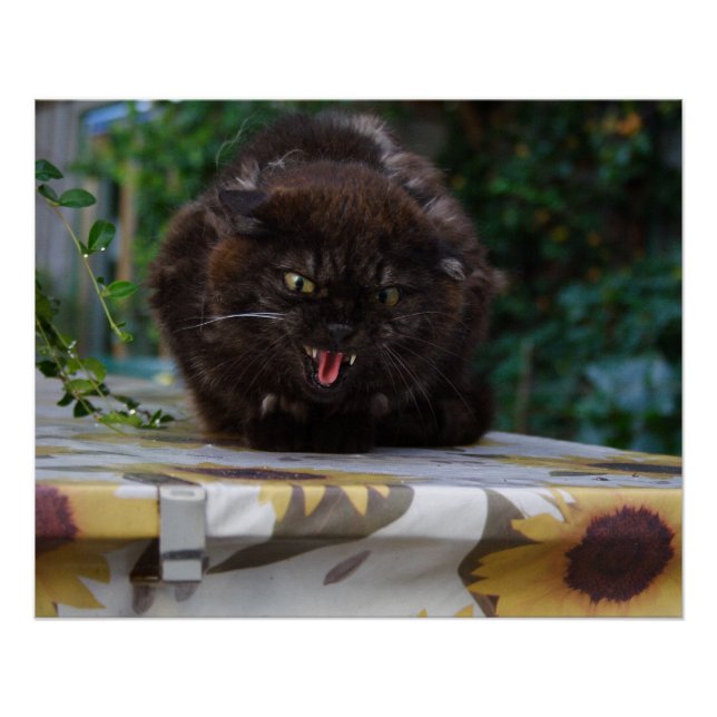 Póster Gato Negro Irritado (Frente)