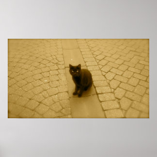 Póster Gato Negro Na Sepia