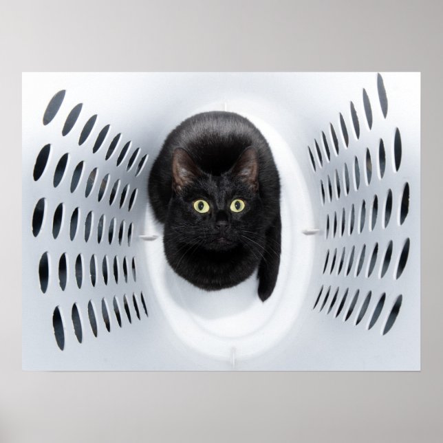 Poster Gato negro olhando para cima de um martelo branco  (Frente)