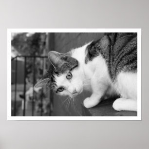 Poster Gato no Ledge Assistindo Pássaro