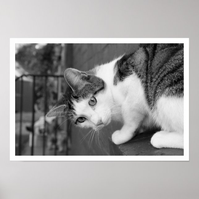 Poster Gato no Pássaro Observando (Frente)