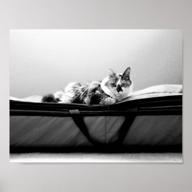 Poster Gato no Saco (Frente)