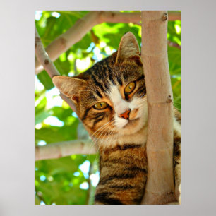 Poster Gato numa Árvore