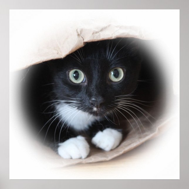 Poster Gato numa bolsa (Frente)