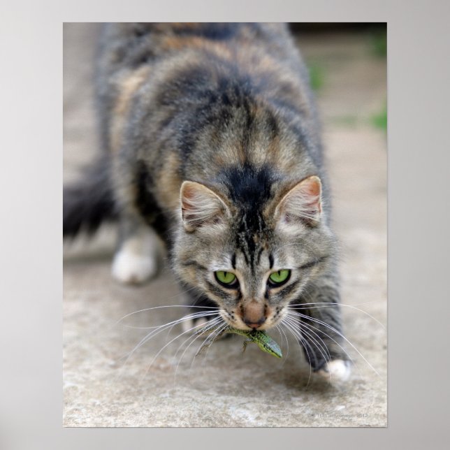 Póster gato pegou um lagarto (Frente)