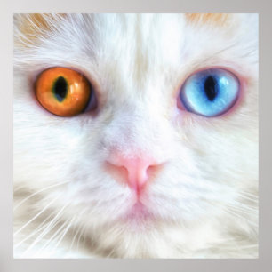 Poster Gato persa branco Impar-Eyed