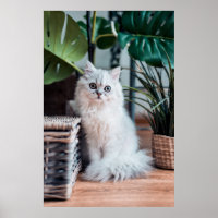 Gato Persa Branco Jovem Sentado Com Plantas