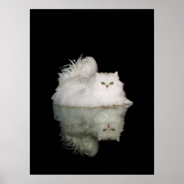 Poster Gato Persa com Olhos Verde Jade (Frente)