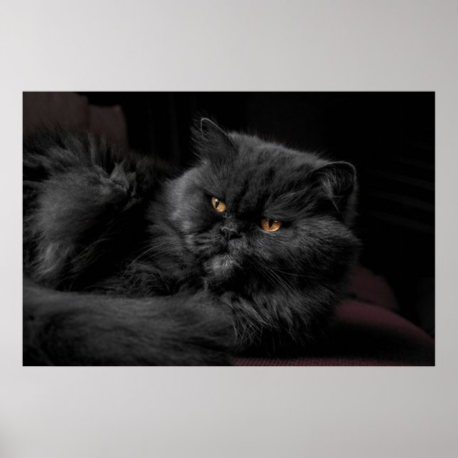 Poster Gato Persa Preto (Frente)