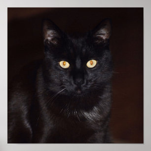 Poster Gato preto