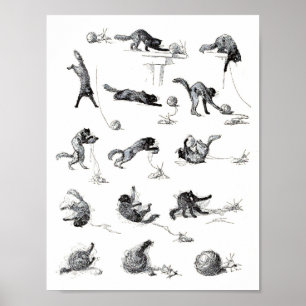 Póster Gato preto & bola de lã do fio, Alexandre Steinle