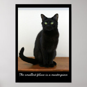 Poster Gato preto bonito