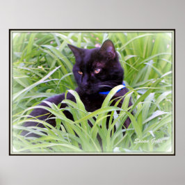 Poster Gato Preto de Bombaim Impresso