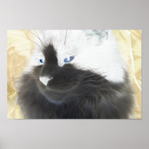 Poster Gato Preto e Branco