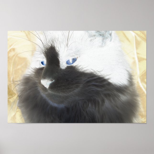 Poster Gato Preto e Branco (Frente)