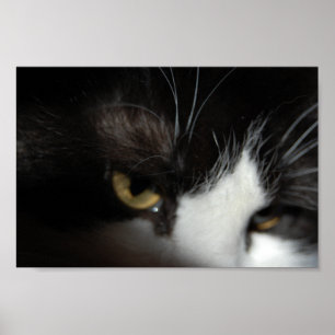 Póster Gato Preto e Branco