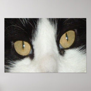 Poster Gato Preto e Branco