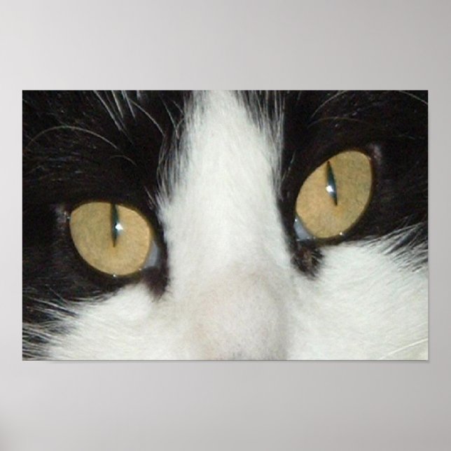 Poster Gato Preto e Branco (Frente)