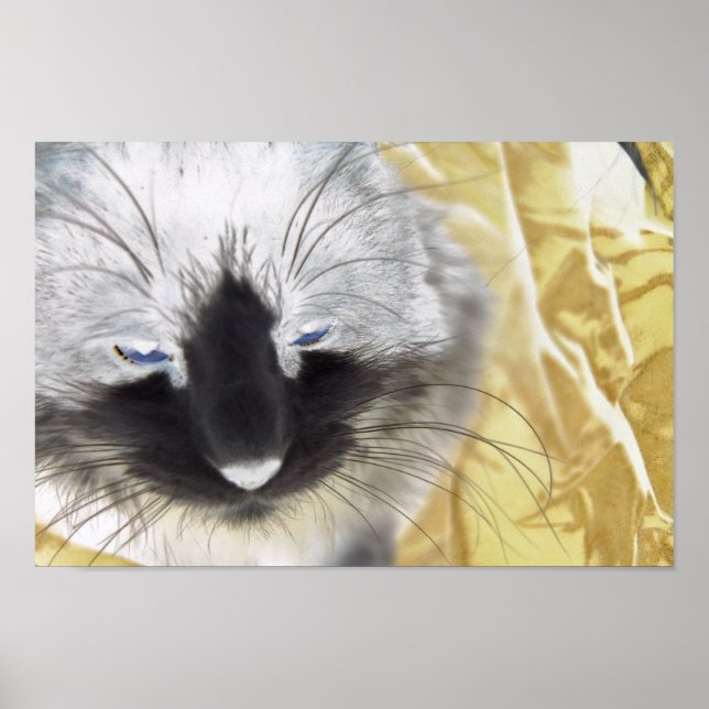 Póster Gato Preto e Branco (Frente)