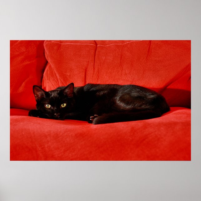 Póster Gato Preto Edgar (Frente)