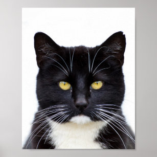 Poster Gato Preto Engraçado, Bonito, Grumpy