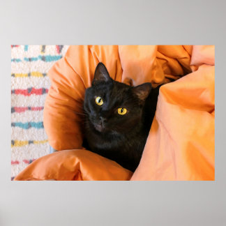 Poster Gato Preto Fofo