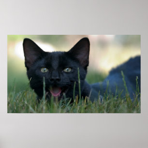 Poster Gato preto louco