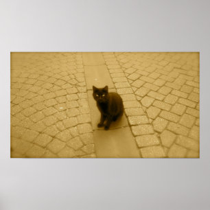 Póster Gato preto no Sepia