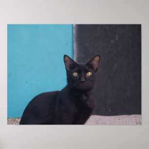Poster Gato Preto Surpreso