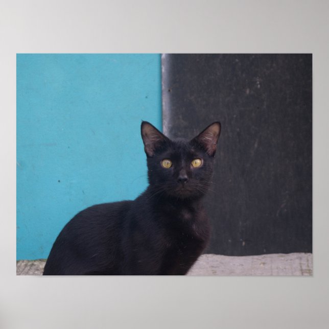 Poster Gato Preto Surpreso (Frente)
