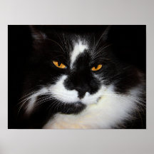 Gato Puma
