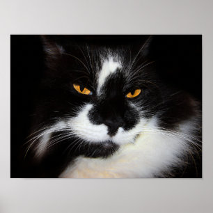 Poster Gato Puma