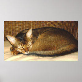 Poster Gato que dorme na cadeira de vime